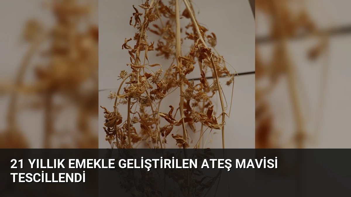 21 Yıllık Emekle Geliştirilen Ateş Mavisi Tescillendi