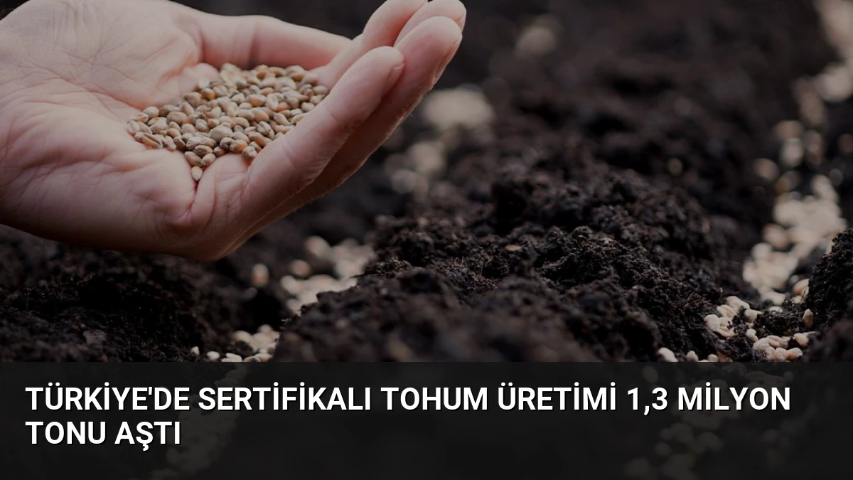 Türkiye’de Sertifikalı Tohum Üretimi 1,3 Milyon Tonu Aştı
