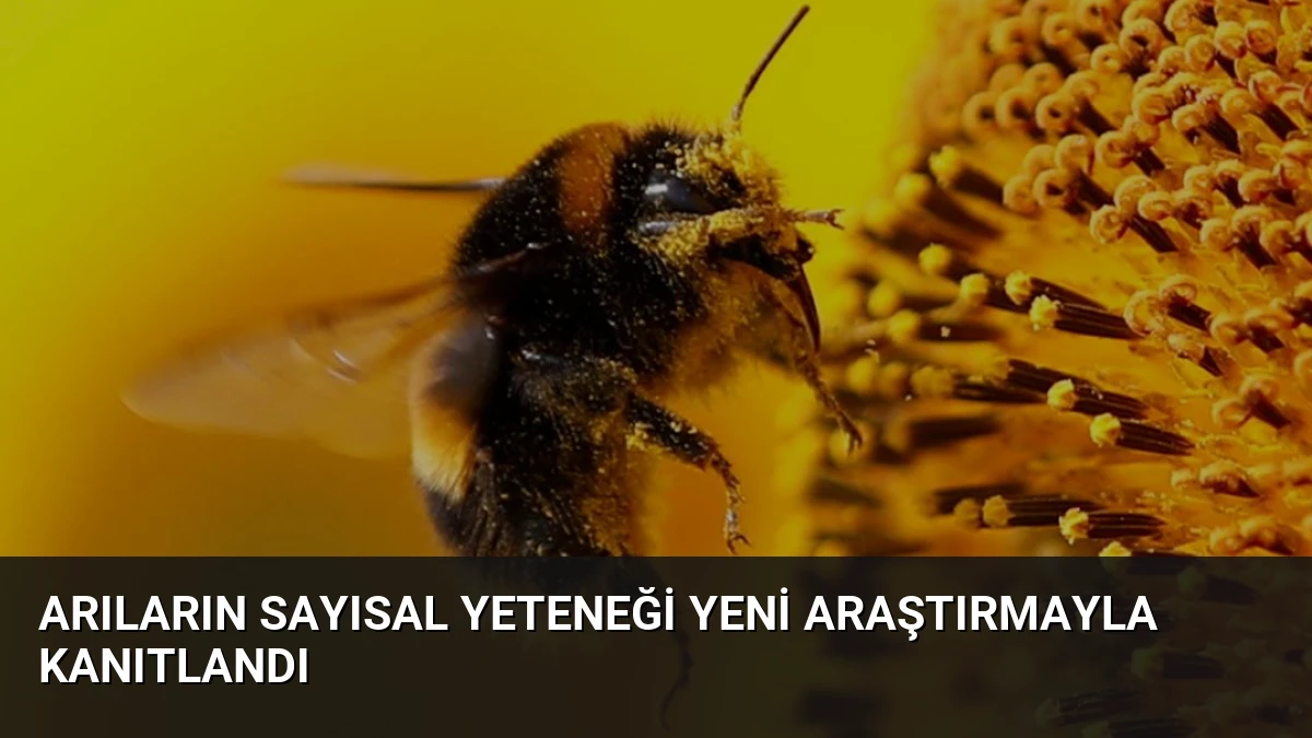 Arıların Sayısal Yeteneği Yeni Araştırmayla Kanıtlandı