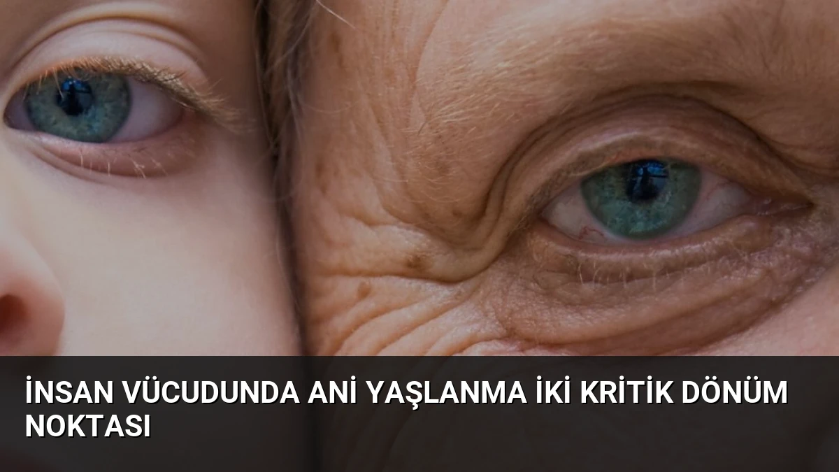 İnsan Vücudunda Ani Yaşlanma İki Kritik Dönüm Noktası