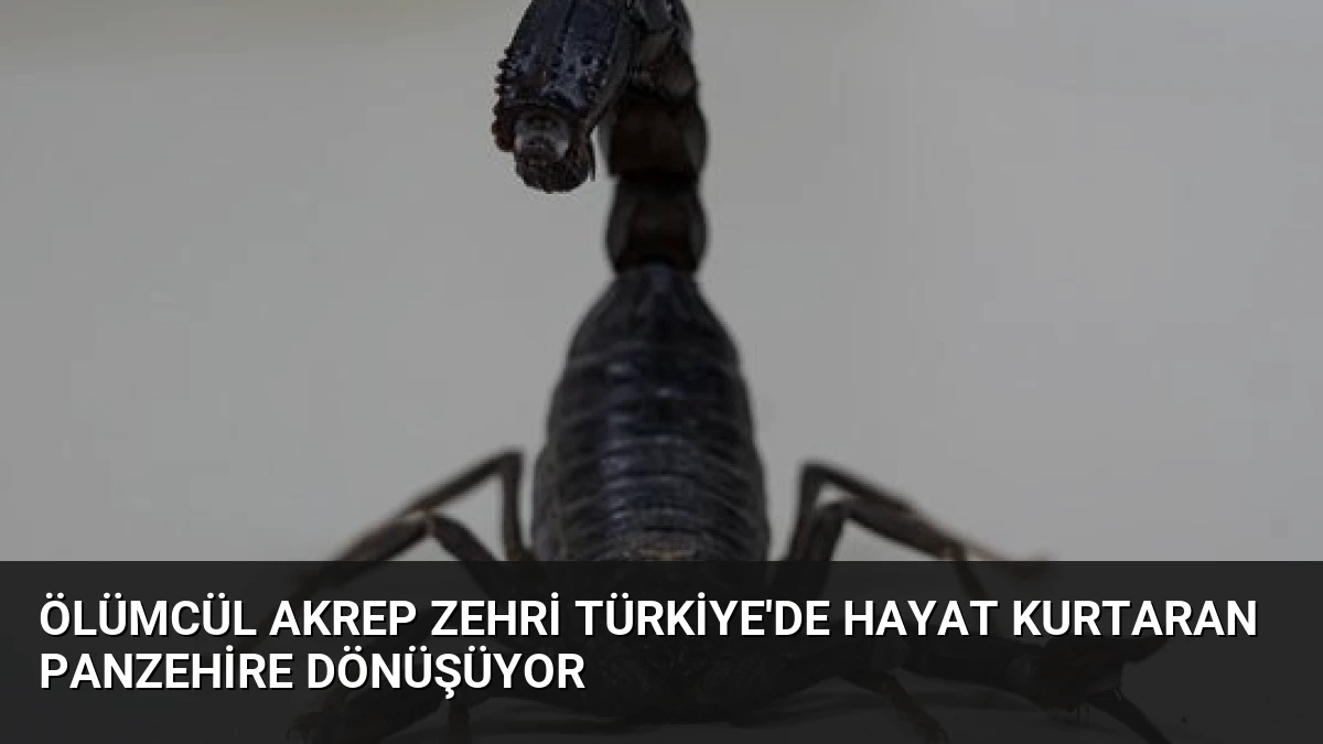 Ölümcül Akrep Zehri Türkiye’de Hayat Kurtaran Panzehire Dönüşüyor