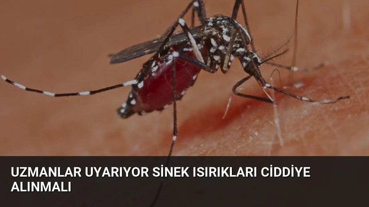 Uzmanlar Uyarıyor Sinek Isırıkları Ciddiye Alınmalı